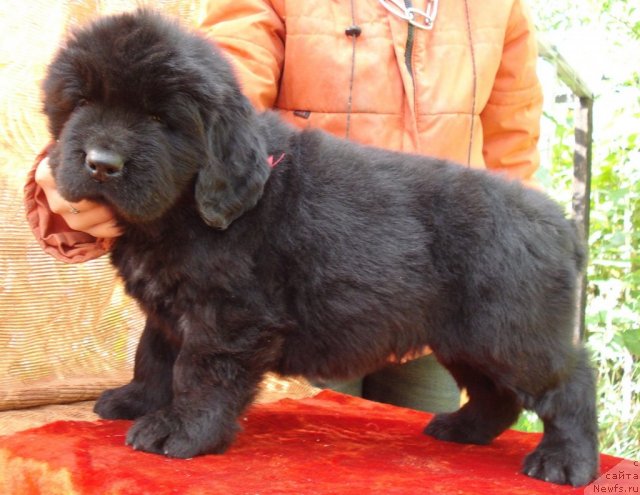 Фото: ньюфаундленд Ih Vyisochestvo Batterflyay Blyek Omeliya (Их Высочество Баттерфляй Блэк Омелия)