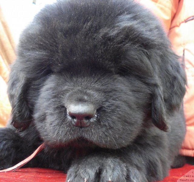 Фото: ньюфаундленд Ih Vyisochestvo Batterflyay Blyek Omeliya (Их Высочество Баттерфляй Блэк Омелия)