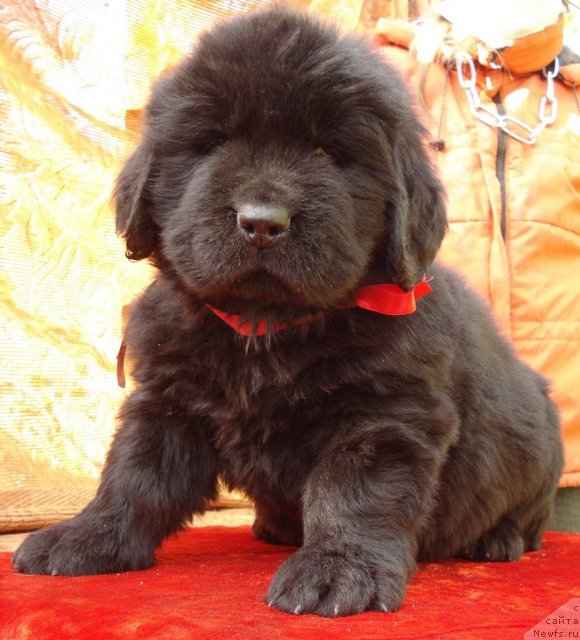 Фото: ньюфаундленд Ih Vyisochestvo Batterflyay Blyek Omeliya (Их Высочество Баттерфляй Блэк Омелия)