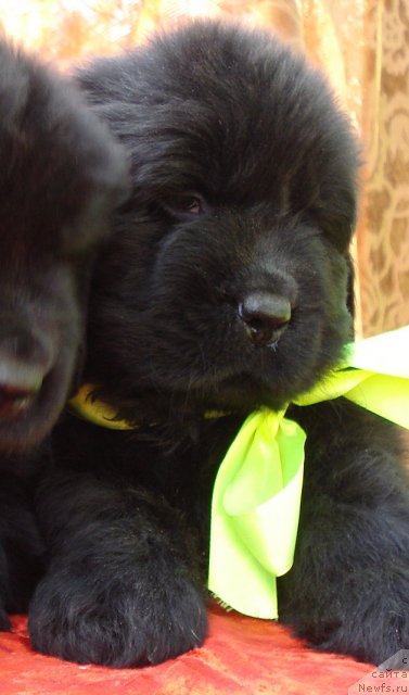 Фото: ньюфаундленд Ih Vyisochestvo Glamur Dodji (Их Высочество Гламур Доджи)
