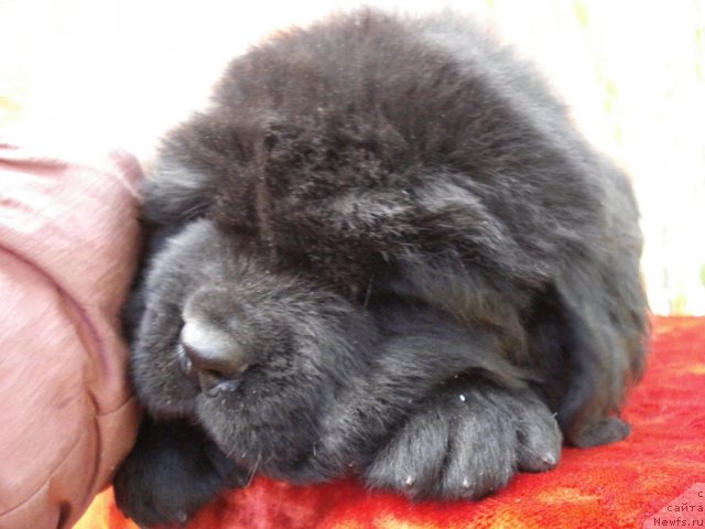 Фото: ньюфаундленд Ih Vyisochestvo Glamur Dodji (Их Высочество Гламур Доджи)