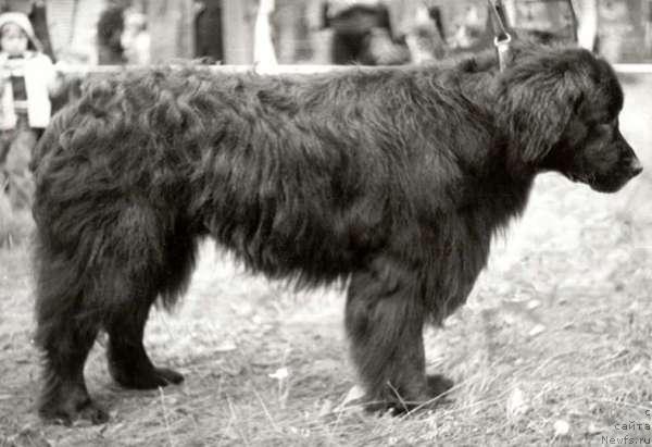 Фото: ньюфаундленд Ga Otto (Га Отто)