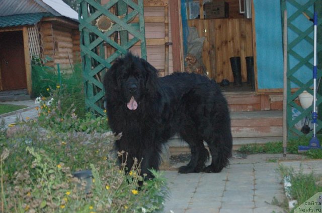 Фото: ньюфаундленд Sent Djons Orfey (Сент Джонс Орфей)