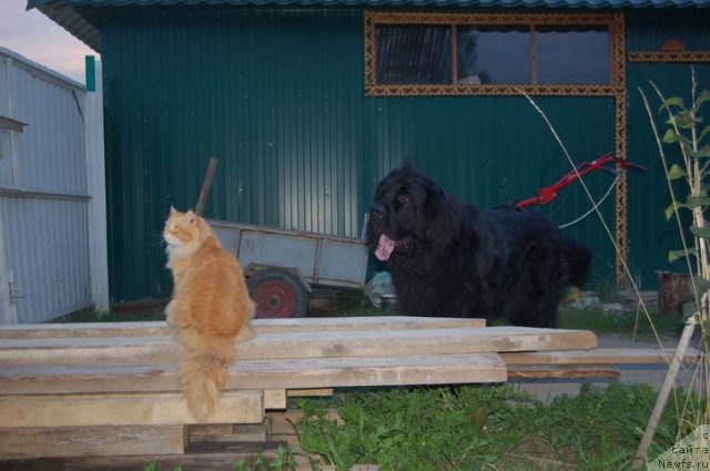 Фото: ньюфаундленд Sent Djons Orfey (Сент Джонс Орфей)