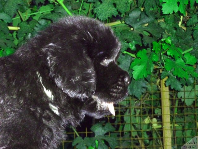 Фото: ньюфаундленд Bekhem Big Boy (Бекхем Биг Бой)