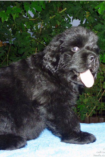Фото: ньюфаундленд Bekhem Big Boy (Бекхем Биг Бой)