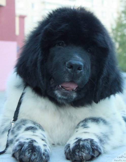 Фото: ньюфаундленд Akvian Song Zippi Panda (Аквиан Сонг Зиппи Панда)