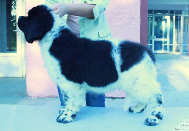 Фото: ньюфаундленд Akvian Song Zes Trib'yut tu Feshen (Аквиан Сонг Зес Трибьют ту Фешен)