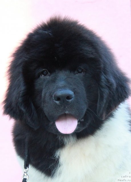 Фото: ньюфаундленд Akvian Song Zes Trib'yut tu Feshen (Аквиан Сонг Зес Трибьют ту Фешен)