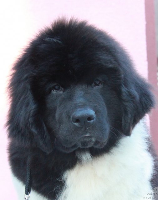 Фото: ньюфаундленд Akvian Song Zes Trib'yut tu Feshen (Аквиан Сонг Зес Трибьют ту Фешен)