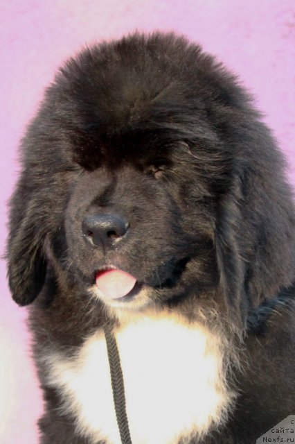 Фото: ньюфаундленд Ikona Stilya (Икона Стиля)