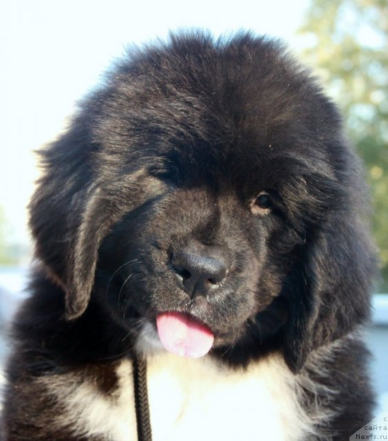 Фото: ньюфаундленд Ikona Stilya (Икона Стиля)
