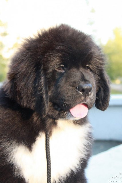 Фото: ньюфаундленд Ikona Stilya (Икона Стиля)