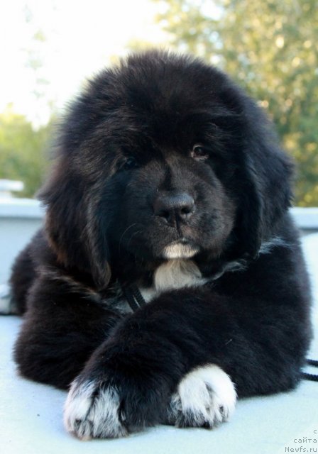 Фото: ньюфаундленд Ikona Stilya (Икона Стиля)