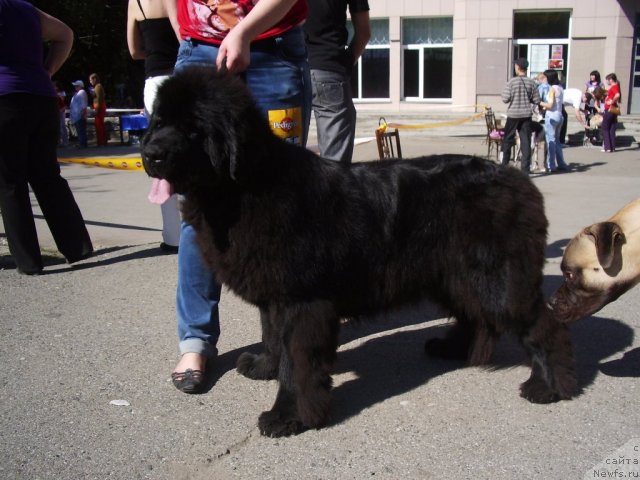 Фото: ньюфаундленд Super Premium Gold Kis (Супер Премиум Голд Кисс)