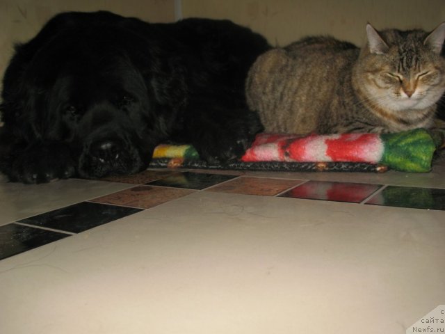 Фото: ньюфаундленд Bella Bravo (Белла Браво)