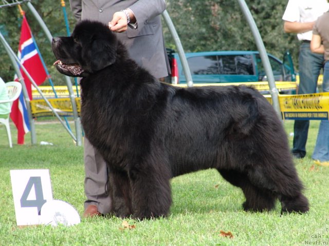 Фото: ньюфаундленд Ogopogos Dragons Heart