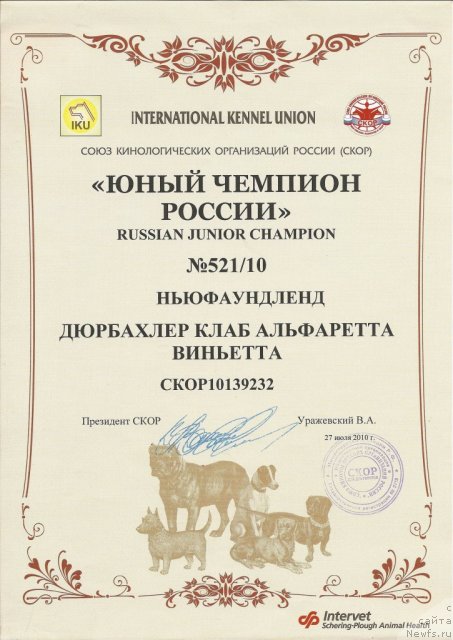 Фото: ньюфаундленд Dyurbahler Klab Al'faretta Vin'etta (Дюрбахлер Клаб Альфаретта Виньетта)