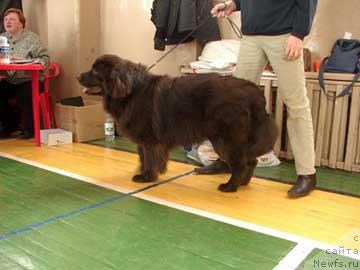 Фото: ньюфаундленд SHeyh (Шейх)