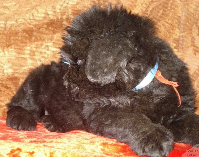 Фото: ньюфаундленд Ayeveliya Batterflyay (Аэвелия Баттерфляй)