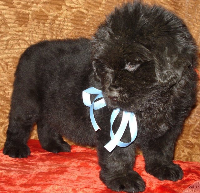 Фото: ньюфаундленд Ayeveliya Batterflyay (Аэвелия Баттерфляй)