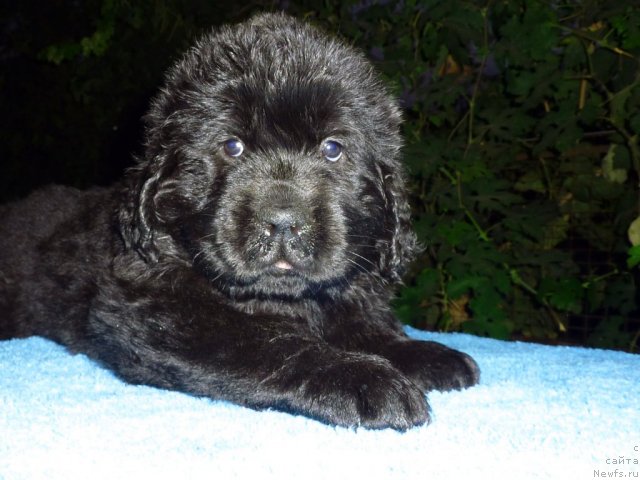 Фото: ньюфаундленд Bekki Blum (Бекки Блум)