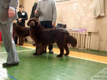 Фото: ньюфаундленд Smigar Zolotoy Malchik (Смигар Золотой Мальчик)