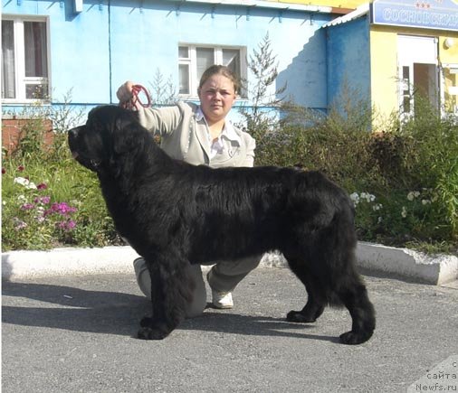 Фото: ньюфаундленд Plushevaya Panda Severny Versal (Плюшевая Панда Северный Версаль)