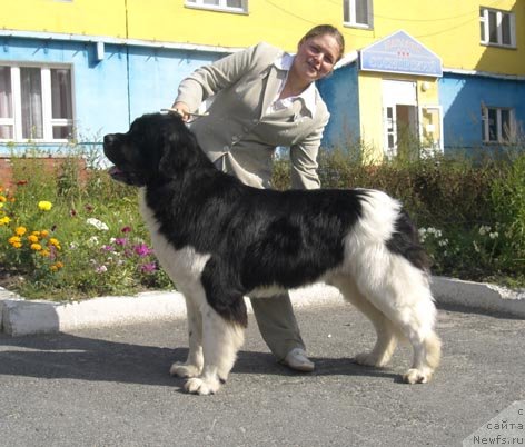 Фото: ньюфаундленд Laskovy Breeze iz Tihogo Omuta (Ласковый Бриз из Тихого Омута)