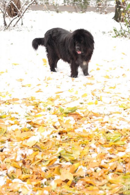 Фото: ньюфаундленд Vojdi Atlantidyi Gabbi (Вожди Атлантиды Габби)