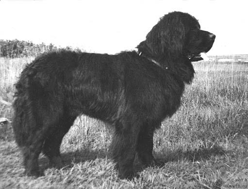 Фото: ньюфаундленд Fey Dar (Фей Дар)