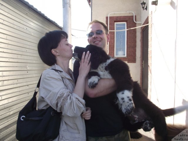 Фото: ньюфаундленд Ivanushka Interneshnl (Иванушка Интернешнл)