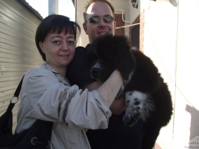 Фото: ньюфаундленд Ivanushka Interneshnl (Иванушка Интернешнл)