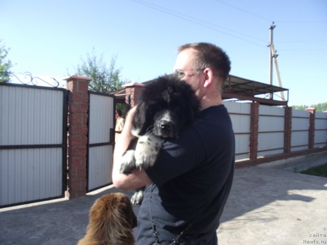 Фото: ньюфаундленд Ivanushka Interneshnl (Иванушка Интернешнл)