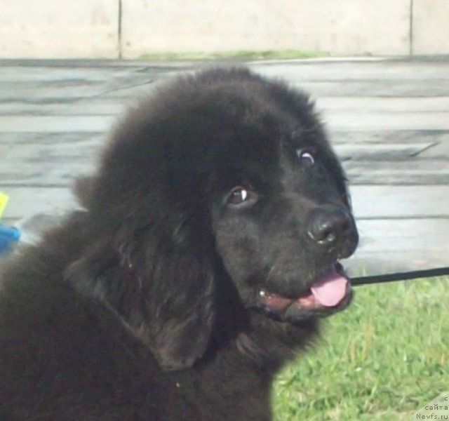 Фото: ньюфаундленд CHudnaya Krasavica (Чудная Красавица)