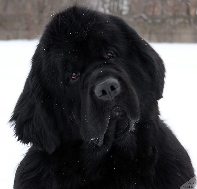 Фото: ньюфаундленд Shipman from Big Lake (Шипмэн фром Биг Лейк)