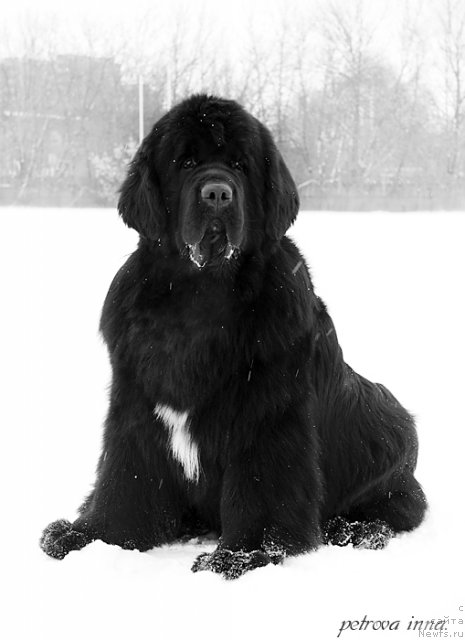 Фото: ньюфаундленд Shipman from Big Lake (Шипмэн фром Биг Лейк)