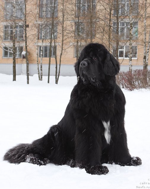 Фото: ньюфаундленд Shipman from Big Lake (Шипмэн фром Биг Лейк)
