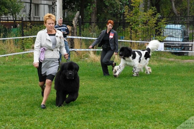 Фото: ньюфаундленд Beginning With Glory iz Volotova, ньюфаундленд Super Bizon Aisberg (Супер Бизон Айсберг)