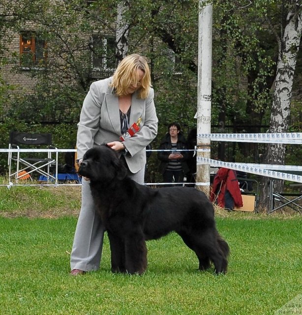 Фото: ньюфаундленд Sent Djons Sabina Mistical (Сент Джонс Сабина Мистикал)