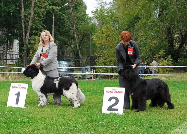 Фото: ньюфаундленд Deshabillez Moi de L'Iliade et L'Odyssee, ньюфаундленд Toptyijka Siyanie ot Aysberga (Топтыжка Сияние от Айсберга)