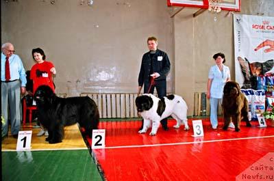 Фото: ньюфаундленд Schegol Filimon iz Medvejyego Yara (Щеголь Филимон из Медвежьего Яра), ньюфаундленд Jobears Faraon, ньюфаундленд Ego Vysochestvo ot Sibirskogo Medvedja (Его Высочество от Сибирского Медведя)