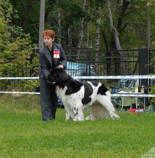 Фото: ньюфаундленд Super Bizon Aisberg (Супер Бизон Айсберг)