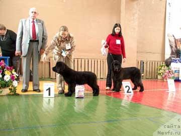 Фото: ньюфаундленд Sent Djons Zimnyaya Vishnya (Сент Джонс Зимняя Вишня), ньюфаундленд Sangriya (Сангрия)