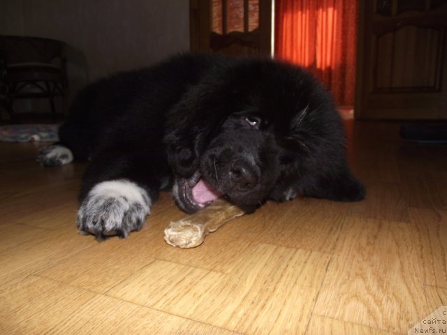 Фото: ньюфаундленд Iz Parija s Lyubov'yu (Из Парижа с Любовью)