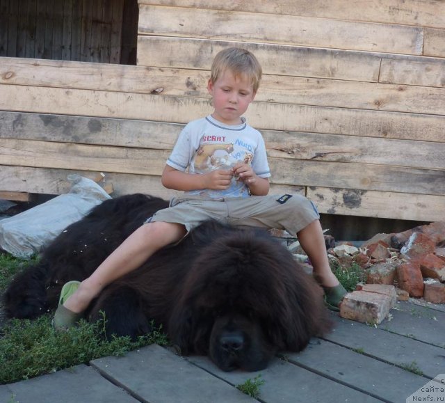 Фото: ньюфаундленд Otvajnyiy Ryicar' ot Sibirskogo Medvedya (Отважный Рыцарь от Сибирского Медведя)