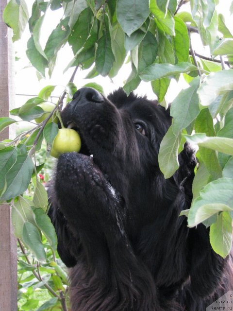 Фото: ньюфаундленд Ivan Tsarevich iz Tihogo Omuta (Иван Царевич из Тихого Омута)