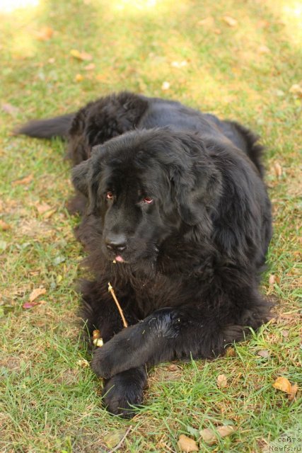 Фото: ньюфаундленд Vojdi Atlantidyi Gabbi (Вожди Атлантиды Габби)