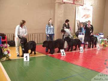 Фото: ньюфаундленд Sent Djons Zanna D'Ark (Сент Джонс Жанна Д'Арк), ньюфаундленд CHansi iz Zolotogo Treugol'nika (Чанси из Золотого Треугольника), ньюфаундленд Sent Djons Jaklin (Сент Джонс Жаклин), ньюфаундленд Sent Djons Zhozefina (Сент Джонс Жозефина)