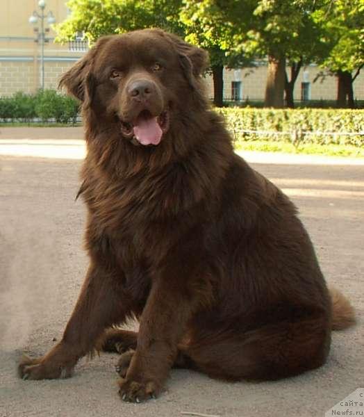 Фото: ньюфаундленд Elisey s Berega Dona (Елисей с Берега Дона)